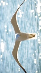 seagull horizontal