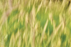 golden grass abstract