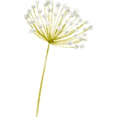 floral 04