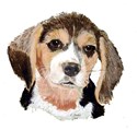 beagle puppy