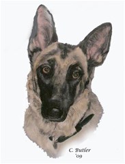 german shepherd