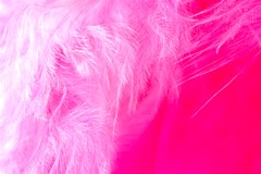 pink feather