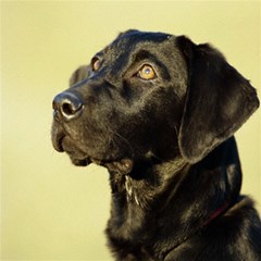 black labrador retriever
