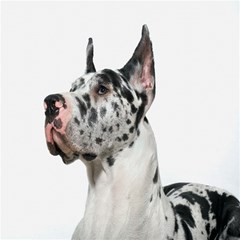 harlequin great dane