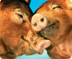 pig kissing2