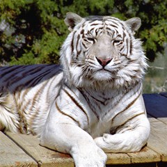 15 white tiger