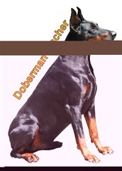 doberman pinscher dog m2