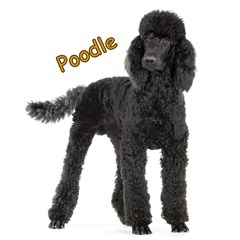 poodle dog