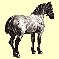 horse68s