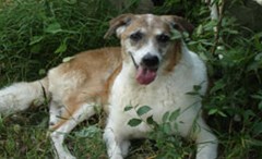 dog photo