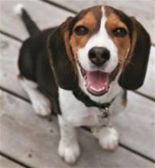 beagle