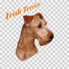 irish terrier