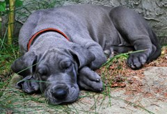 great dane