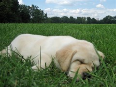 labrador