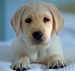 puppy labrador