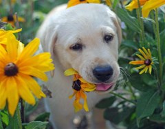 puppy labrador