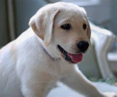 puppy labrador