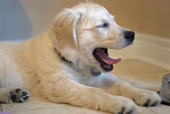 yawning labrador