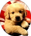 patriotic golden retriever