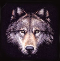 wolf