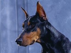 doberman pinscher