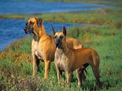 great danes
