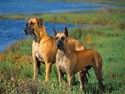 Great Danes