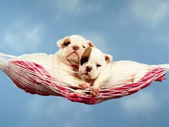 hammock happiness