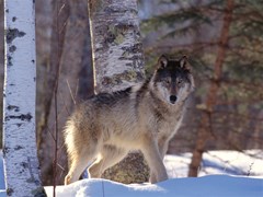 full profile gray wolf