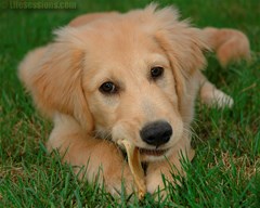 golden retriever