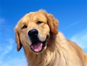 Golden Retriever 4