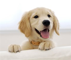 golden retriever