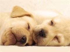 german shepherd puppies