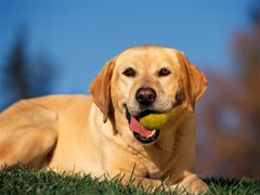 labrador retriver