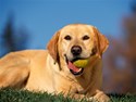 Labrador Retriver