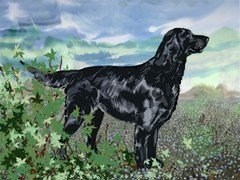 flatcoat retriever done blanket