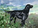 flatcoat retriever done blanket done