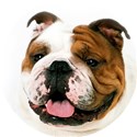 westminster bulldog