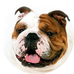 westminster bulldog