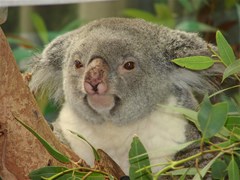 koalabear2