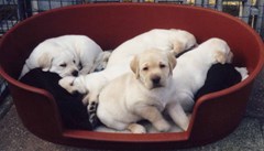 labradorpuppies