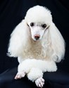 poodle miniature