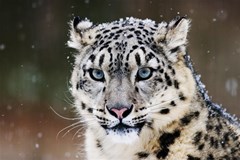 snow leopard www laba ws