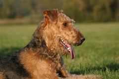 airedale terrier