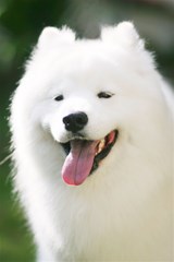 american eskimo dog