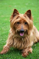 australian terrier dog