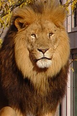 lion