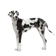 great dane dog