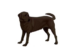 bw chocolate labrador retriever dog gifts