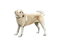 bw yellow labrador retriever dog gifts